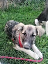 ROMINA, Hund, Mischlingshund in Rumänien - Bild 28