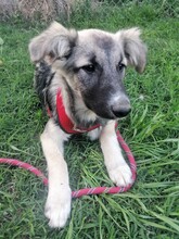 ROMINA, Hund, Mischlingshund in Rumänien - Bild 30