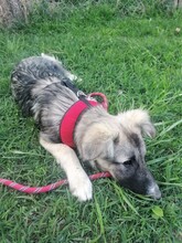 ROMINA, Hund, Mischlingshund in Rumänien - Bild 31