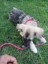 ROMINA, Hund, Mischlingshund in Rumänien - Bild 32