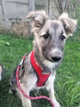 ROMINA, Hund, Mischlingshund in Rumänien - Bild 33