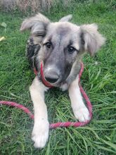 ROMINA, Hund, Mischlingshund in Rumänien - Bild 36