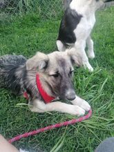 ROMINA, Hund, Mischlingshund in Rumänien - Bild 37