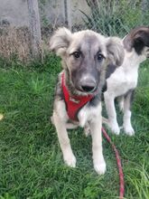 ROMINA, Hund, Mischlingshund in Rumänien - Bild 39