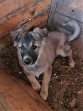 ROMINA, Hund, Mischlingshund in Rumänien - Bild 44