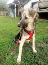 ROMINA, Hund, Mischlingshund in Rumänien - Bild 6