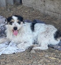 NORIS, Hund, Mischlingshund in Rumänien - Bild 1