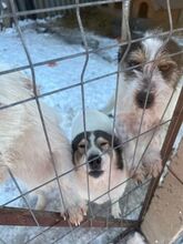 NORIS, Hund, Mischlingshund in Rumänien - Bild 5