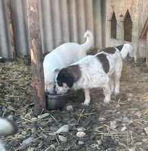 NORIS, Hund, Mischlingshund in Rumänien - Bild 6