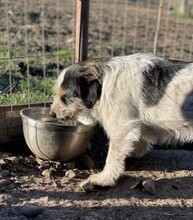 NORIS, Hund, Mischlingshund in Rumänien - Bild 8