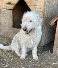 NANUK, Hund, Mischlingshund in Rumänien - Bild 1