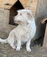 NANUK, Hund, Mischlingshund in Rumänien - Bild 10