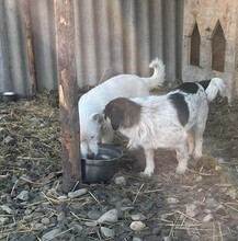 NANUK, Hund, Mischlingshund in Rumänien - Bild 11