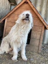 NANUK, Hund, Mischlingshund in Rumänien - Bild 2