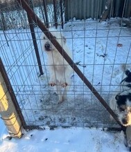 NANUK, Hund, Mischlingshund in Rumänien - Bild 4