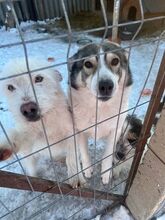 NANUK, Hund, Mischlingshund in Rumänien - Bild 5