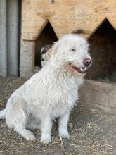 NANUK, Hund, Mischlingshund in Rumänien - Bild 6