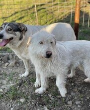 NANUK, Hund, Mischlingshund in Rumänien - Bild 7