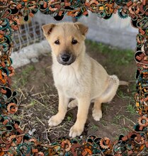 LOUIGI, Hund, Mischlingshund in Rumänien