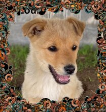 LOUIS, Hund, Mischlingshund in Rumänien