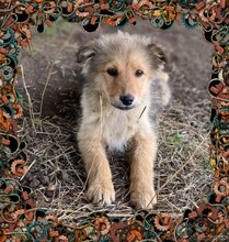 LUKE, Hund, Mischlingshund in Rumänien