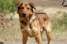 JEROMOS, Hund, Mischlingshund in Ungarn - Bild 1
