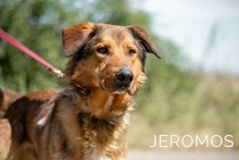 JEROMOS, Hund, Mischlingshund in Ungarn - Bild 2