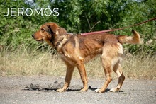 JEROMOS, Hund, Mischlingshund in Ungarn - Bild 3