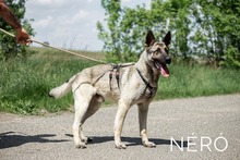 NERO, Hund, Mischlingshund in Ungarn - Bild 1