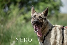NERO, Hund, Mischlingshund in Ungarn - Bild 2