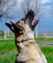 NERO, Hund, Mischlingshund in Ungarn - Bild 4