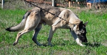 NERO, Hund, Mischlingshund in Malsch - Bild 6