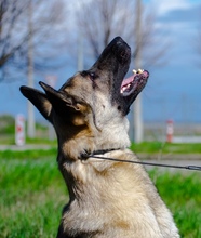 NERO, Hund, Mischlingshund in Malsch - Bild 7