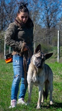 NERO, Hund, Mischlingshund in Malsch - Bild 8