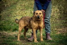 GALAGONYA, Hund, Mischlingshund in Ungarn - Bild 1