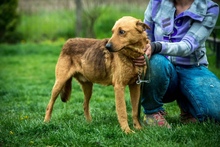 GALAGONYA, Hund, Mischlingshund in Ungarn - Bild 11
