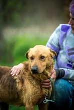 GALAGONYA, Hund, Mischlingshund in Ungarn - Bild 12