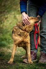 GALAGONYA, Hund, Mischlingshund in Ungarn - Bild 2