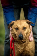 GALAGONYA, Hund, Mischlingshund in Ungarn - Bild 3