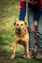 GALAGONYA, Hund, Mischlingshund in Ungarn - Bild 4
