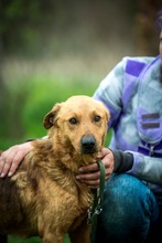 GALAGONYA, Hund, Mischlingshund in Ungarn - Bild 7