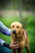 GALAGONYA, Hund, Mischlingshund in Ungarn - Bild 8