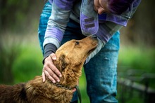 GALAGONYA, Hund, Mischlingshund in Ungarn - Bild 9
