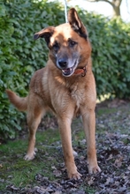 LEX, Hund, Deutscher Schäferhund in Kroatien - Bild 10
