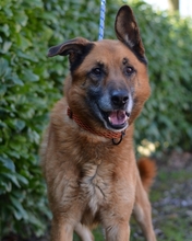 LEX, Hund, Deutscher Schäferhund in Kroatien - Bild 6