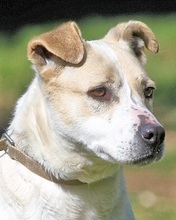 IVETTA, Hund, Mischlingshund in Italien - Bild 1
