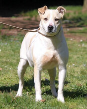 IVETTA, Hund, Mischlingshund in Italien - Bild 2