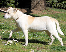IVETTA, Hund, Mischlingshund in Italien - Bild 3