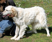 KASTORE, Hund, Mischlingshund in Italien - Bild 1
