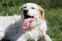 KASTORE, Hund, Mischlingshund in Italien - Bild 2